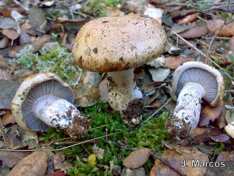 Cortinarius sp.